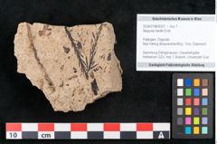 Foto (Objekt + Etikett) von Sequoia hardtii Endl. (NHMW-GEO-2024-0188-8251)